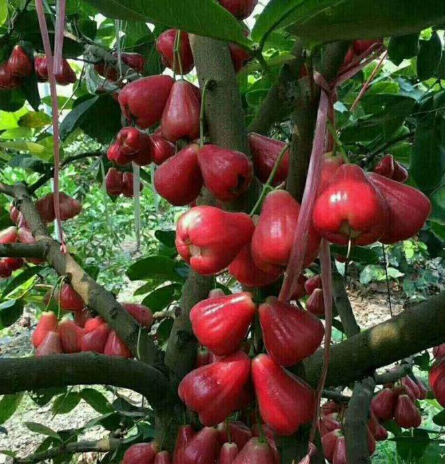 Wax-apple Fruit Seeds 100% Germination Rate