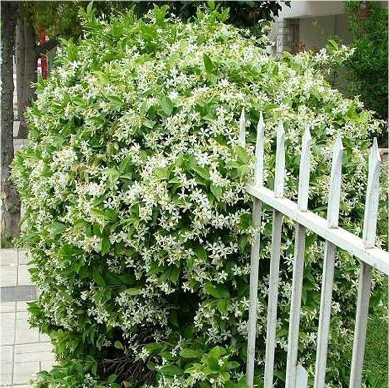 Rare Double Jasmine Seeds – Stunning Fragrant White Blooms