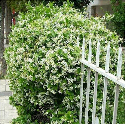 Rare Double Jasmine Seeds – Stunning Fragrant White Blooms
