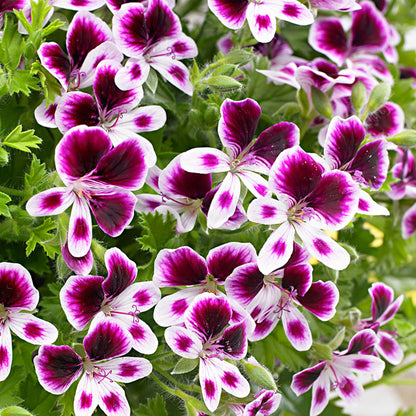 Angel Pelargonium 'Imperial Butterfly'