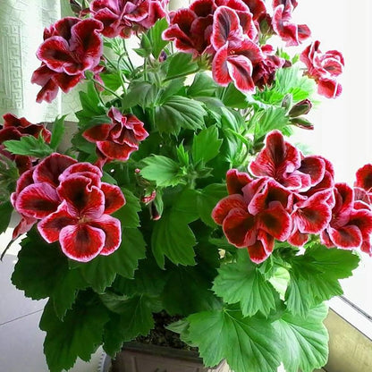 Angel Pelargonium 'Imperial Butterfly'