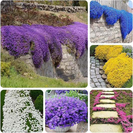 Creeping Thyme Homegrown Seeds🌱Easy to Plant and Grow Non-GMO Perennial Flower Premium Seeds🌺
