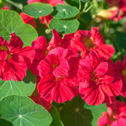 Nasturtium Seeds– Decor Flower for Salads & Garden Color🌼