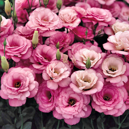Eustoma Thornless Rose - Lisanthus Seeds