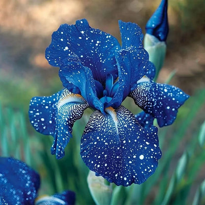 ⚜️Rare Tall Bearded Iris (Premium Rhizome Variety)