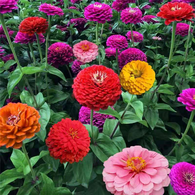🌸 Fast-growing Blooms All Season - Zinnia Seeds Mix