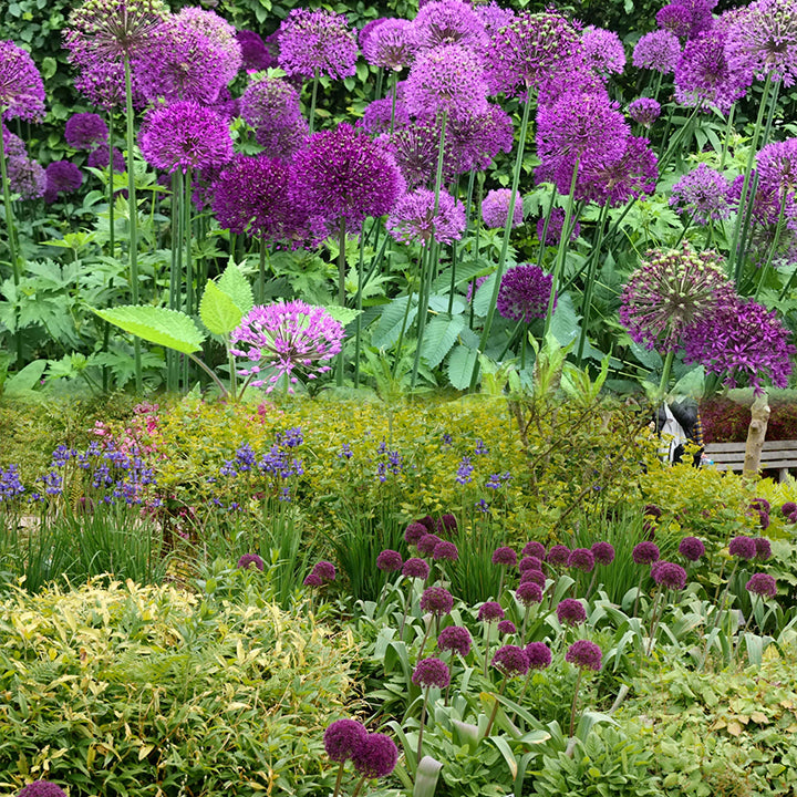 Purple ornamental Allium flowers growing among mixed perennial plants