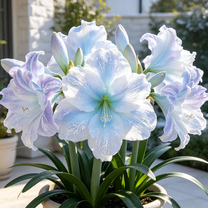 ✨ Rare Giant Double Amaryllis Bulbs — Luxurious Fragrant Blooms