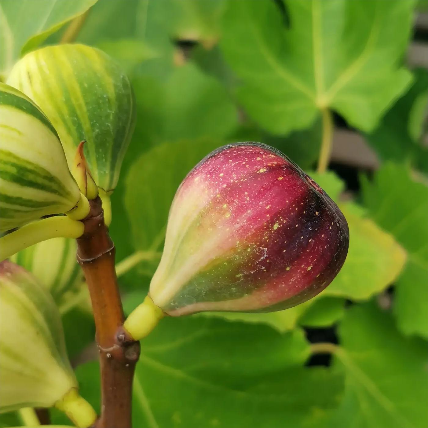 Rainbow Figs Seeds