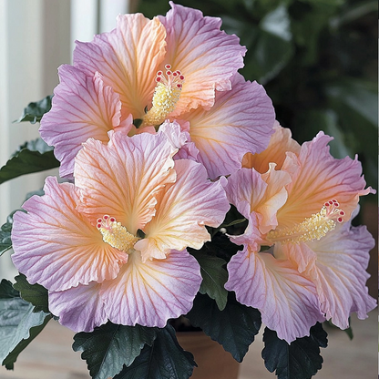 Rare Multicolor Hibiscus Seeds - No two blooms are the same