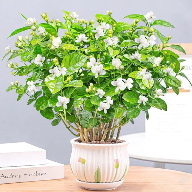 Double white jasmine flowering in a decorative pot