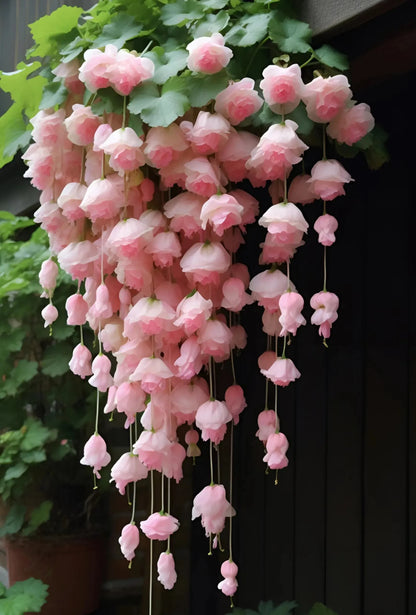 Weeping Begonia Seeds - Malus Halliana