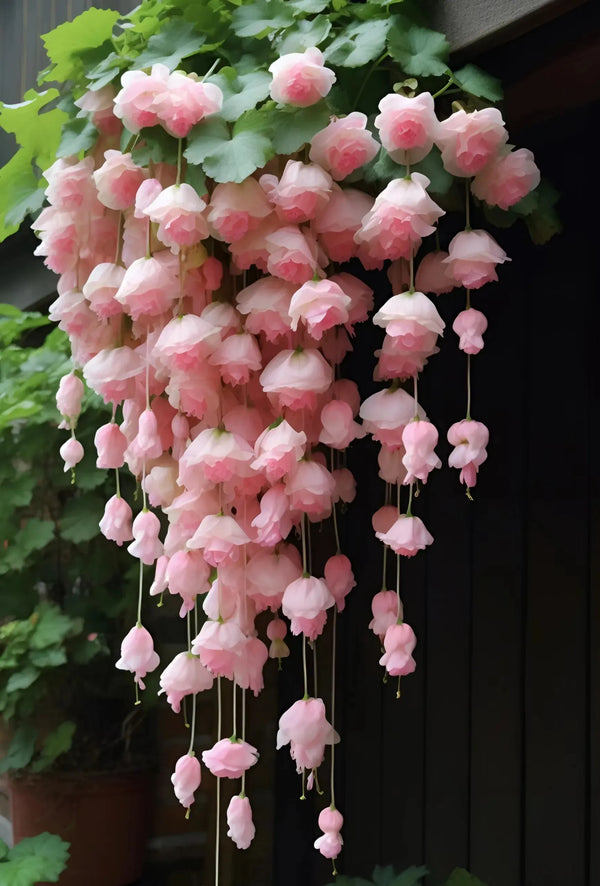 Weeping Begonia Seeds - Malus Halliana