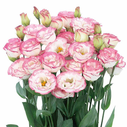 Eustoma Thornless Rose - Lisanthus Seeds