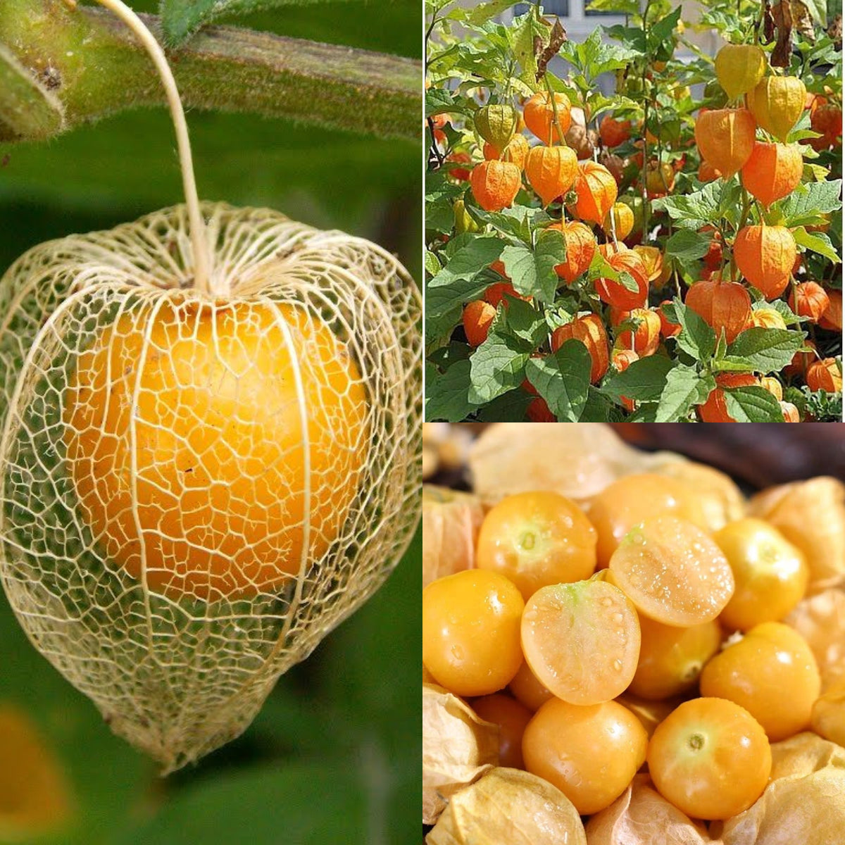 Physalis Peruviana Fruit - Lantern Fruit Seeds