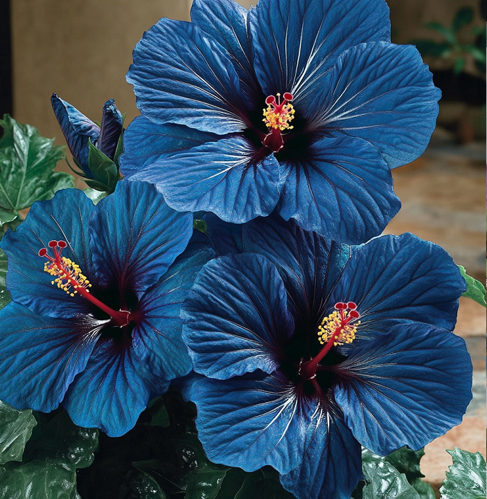 Rare Multicolor Hibiscus Seeds - No two blooms are the same