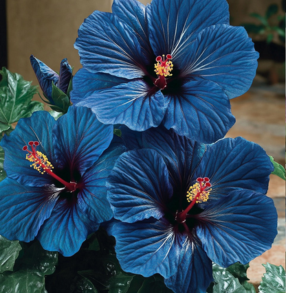 Rare Multicolor Hibiscus Seeds - No two blooms are the same