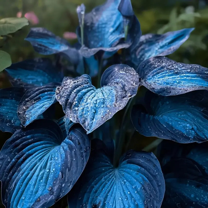 💙 Midnight Blue Heart Hosta Seeds Perennial Shade Plant