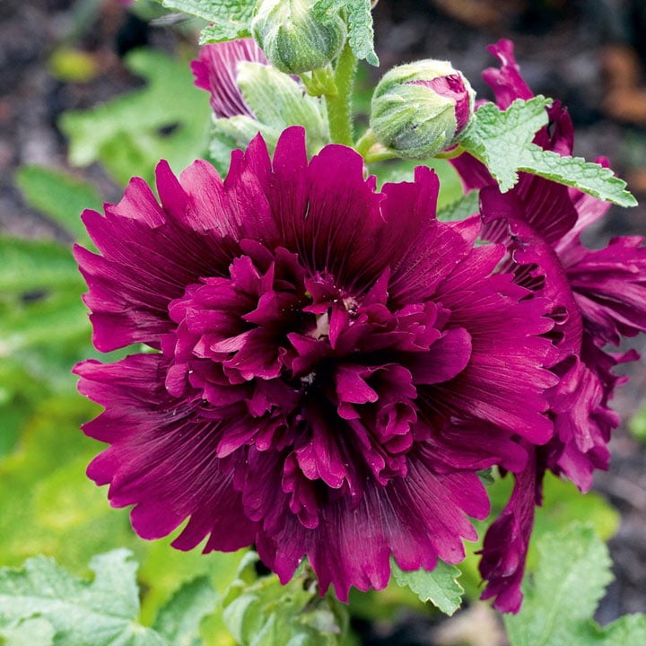Double Hollyhock Seeds