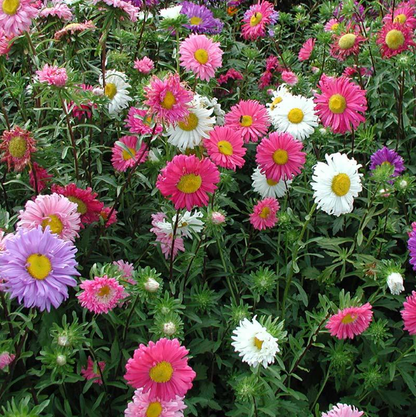 Pyrethrum Seeds Mixed Colors