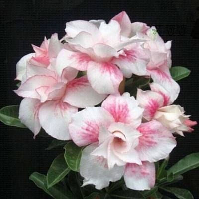 Desert Rose🌹- Multiple Varieties🌈 Heat-Resistant✨