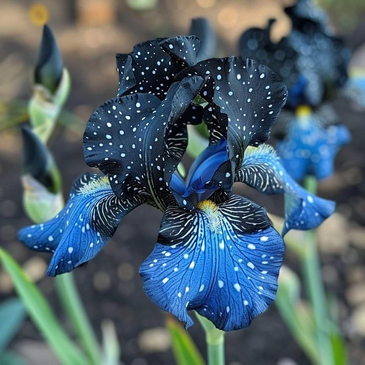 Pearl Mist-Rare Iris Bulbs⚜️