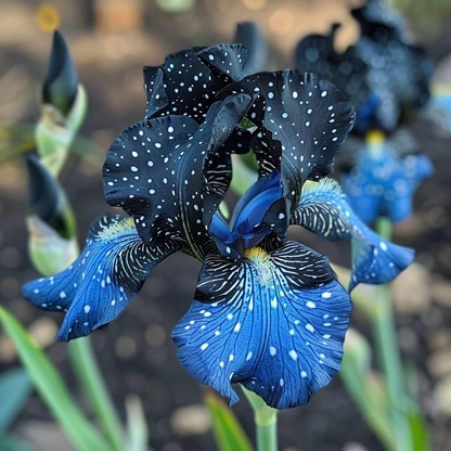 Pink fruit-Rare Iris Bulbs⚜️