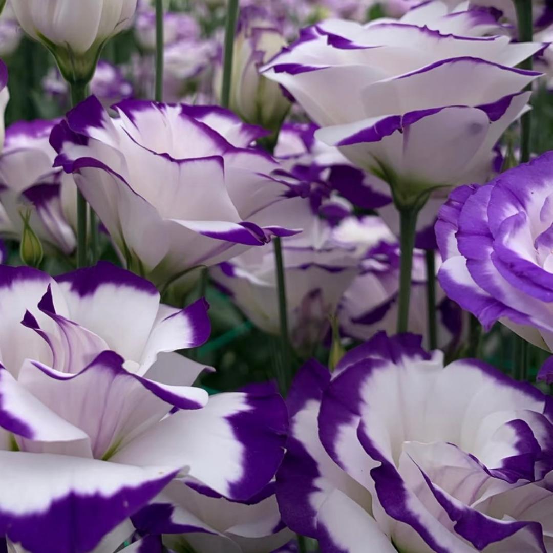 🔥Best-Selling Premium Lisianthus Seeds — Grow Elegant Blooms That Last Longer