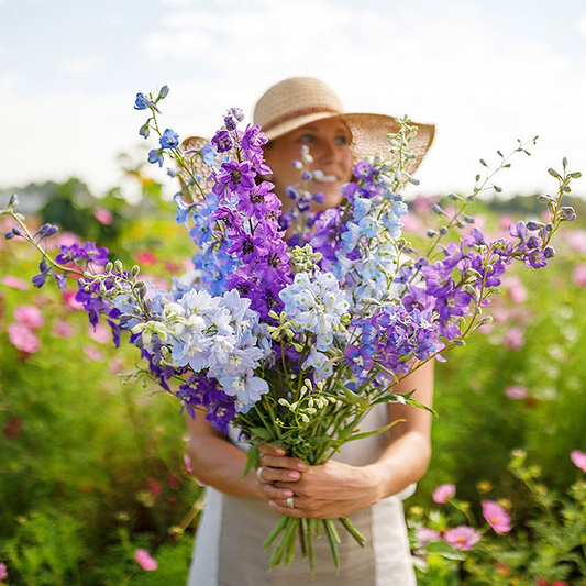 🌼✨Big Flower Delphinium Seeds