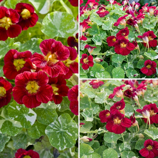 Nasturtium Seeds– Decor Flower for Salads & Garden Color🌼