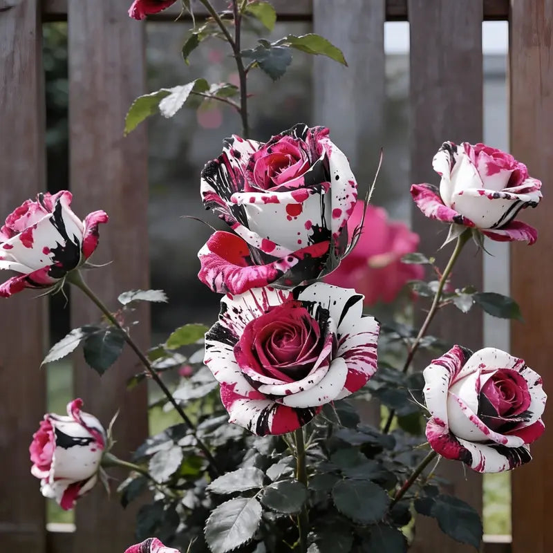 Unique Painted Roses Seeds