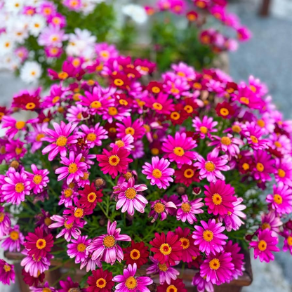 Pyrethrum Seeds Mixed Colors