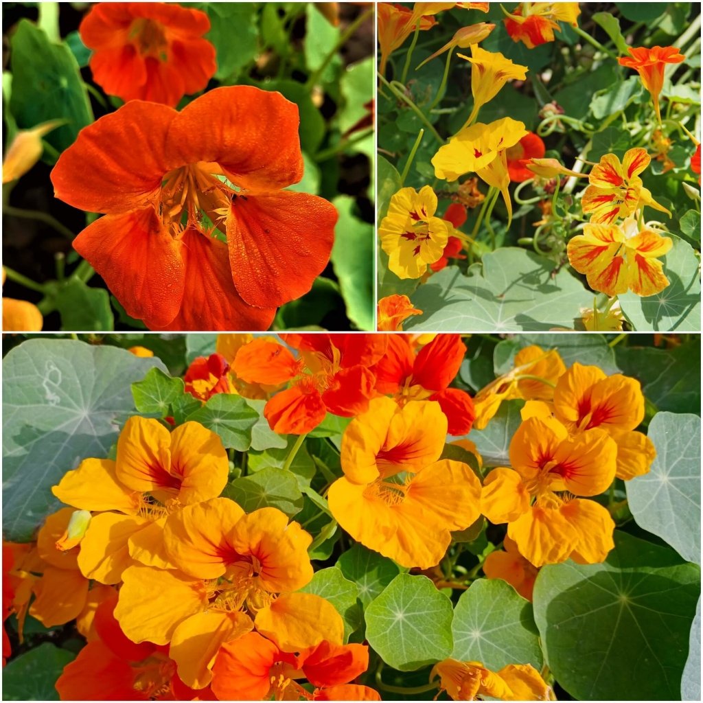 Nasturtium Seeds– Decor Flower for Salads & Garden Color🌼