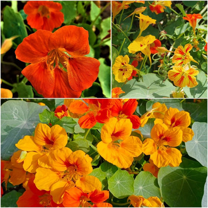 Nasturtium Seeds– Decor Flower for Salads & Garden Color🌼