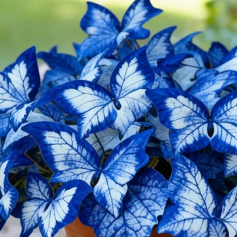 Blue Begonia 'Moonlight Butterfly' Seeds
