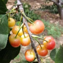 Rainier Cherry Fruit Seeds-Big Fruits, High Yield, Pure Sweetness