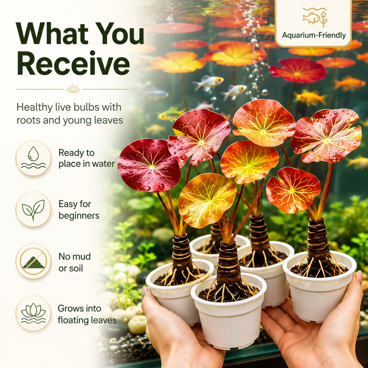 🐟Hydroponic red lotus roots☘️ Turn Your Aquarium into a Living Garden
