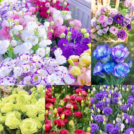 🌼 Perfect Time to Plant 😍 Mixed Lisianthus Seeds with Rose-like Elegance