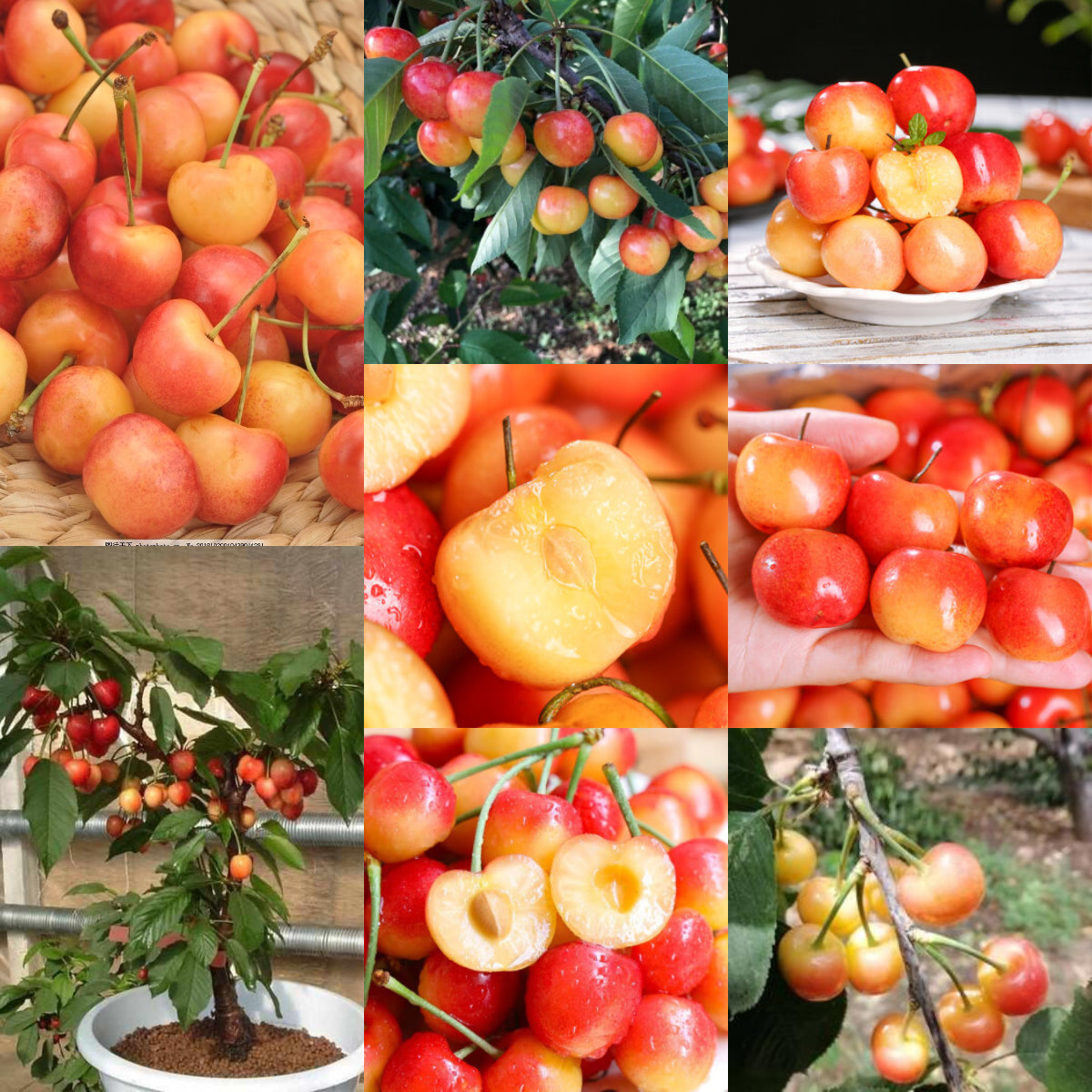 Rainier Cherry Fruit Seeds-Big Fruits, High Yield, Pure Sweetness