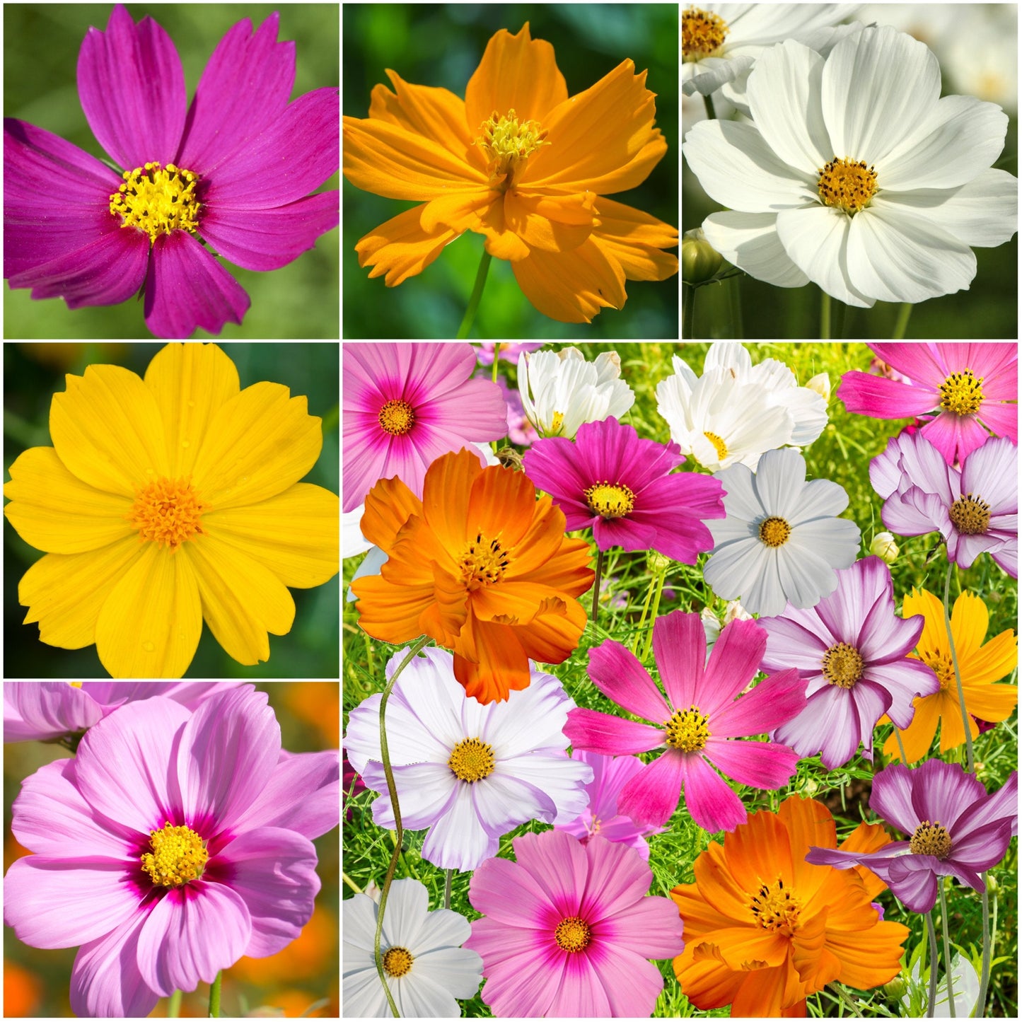 Cosmos Flower Seed Mix