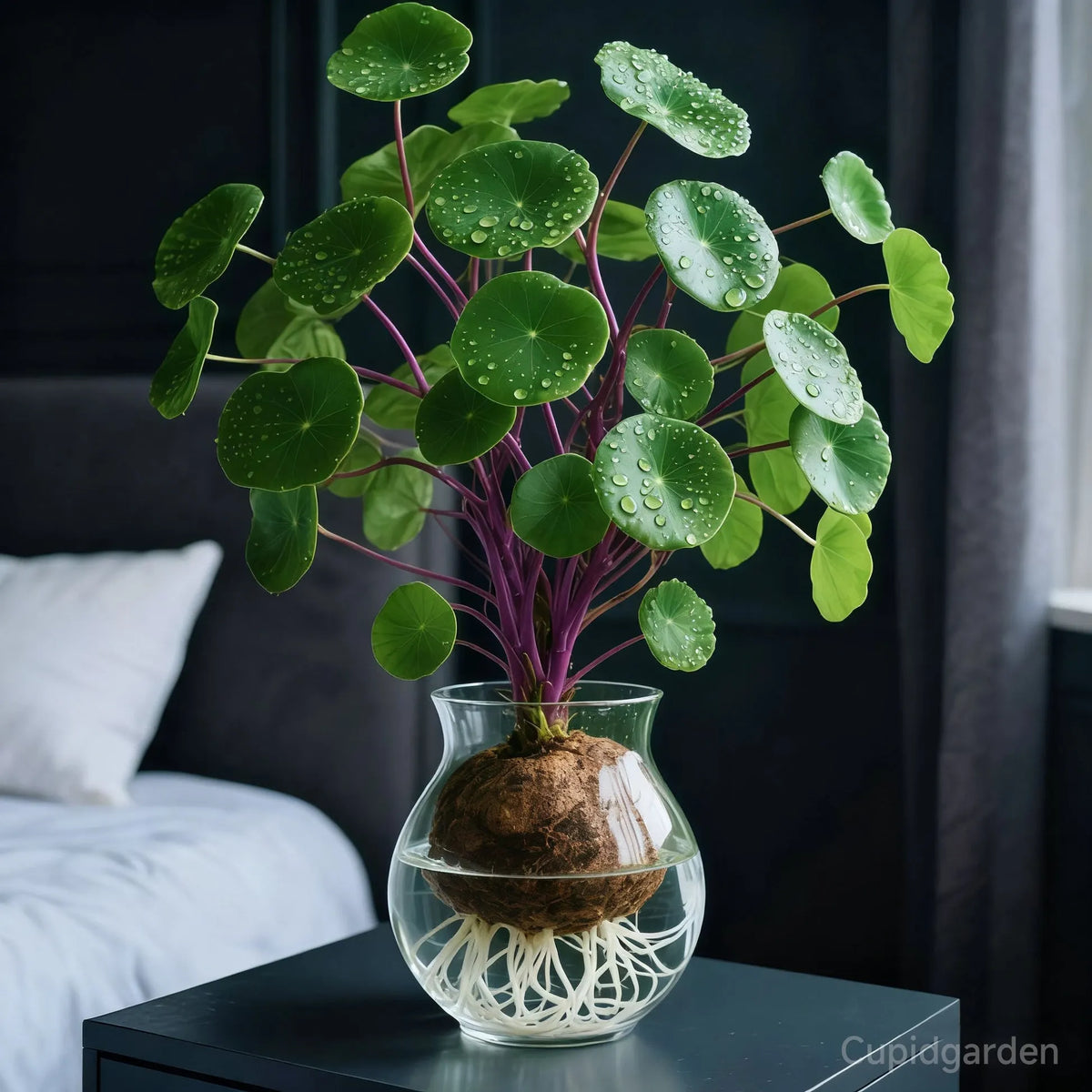 🎈🪴Red rattan Stephania Erecta Bulbs: The strongest houseplant for lazy people☘️