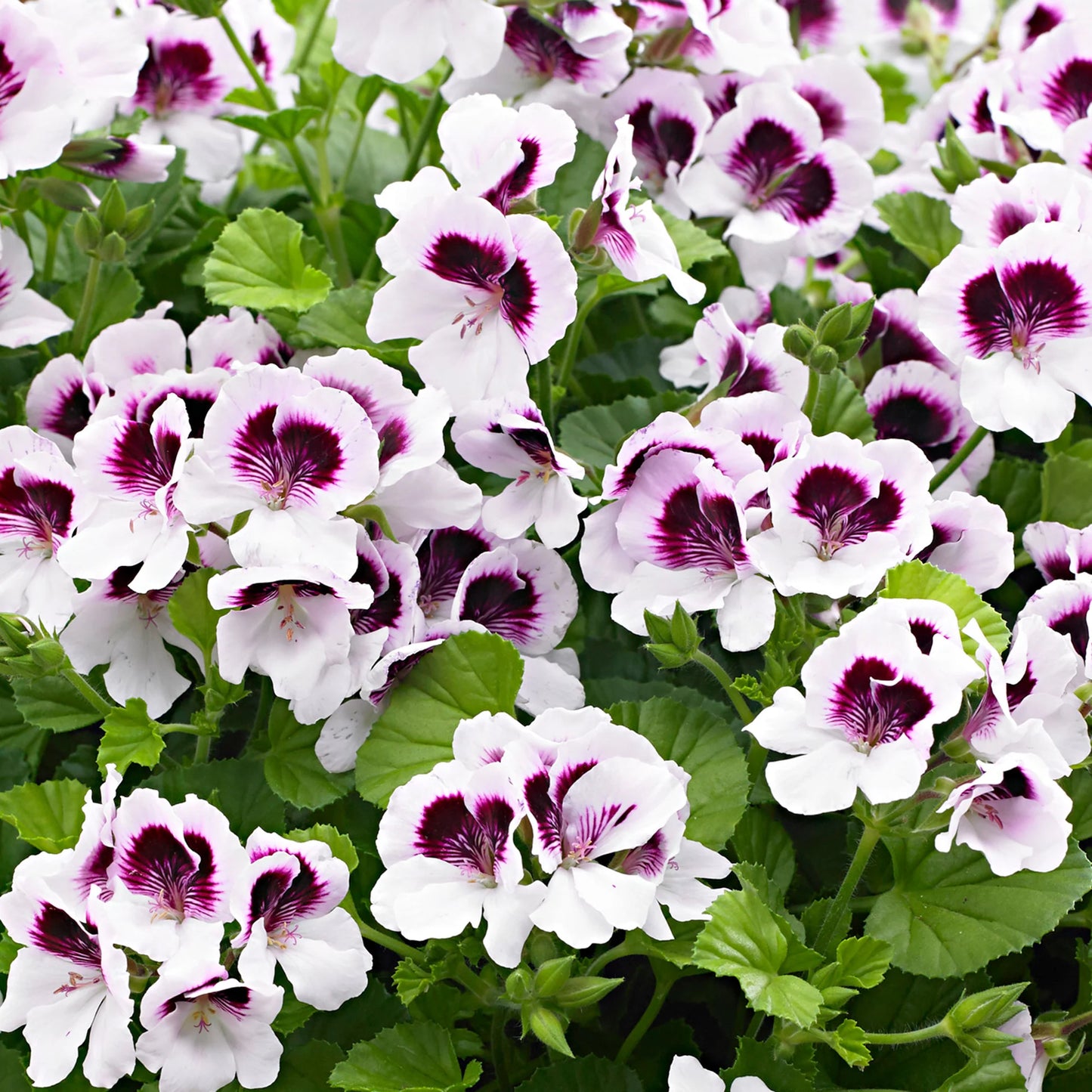 Angel Pelargonium 'Imperial Butterfly'