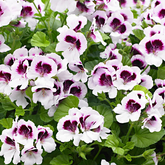 Angel Pelargonium 'Imperial Butterfly'