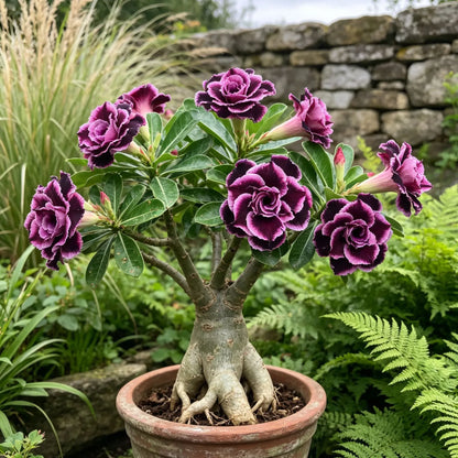 🎁Desert Rose Bulbs🌵Super easy care! 🌸 Adenium Obesum Bulbs