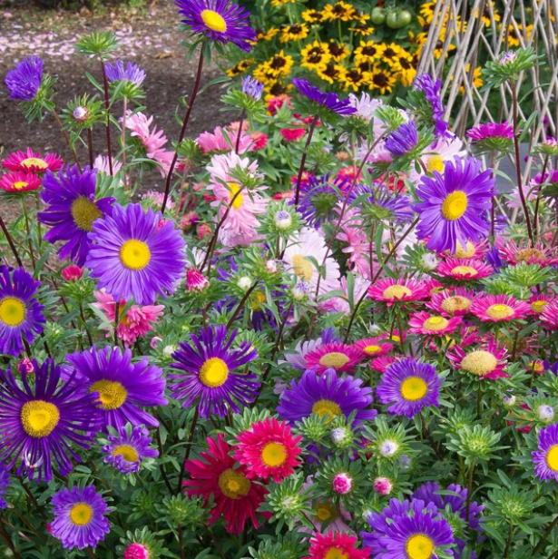 Pyrethrum Seeds Mixed Colors
