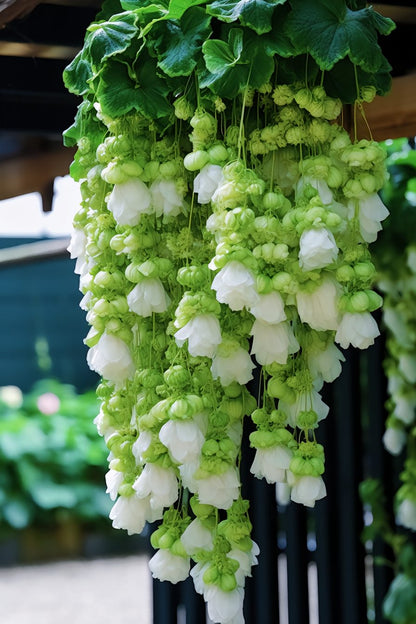 Weeping Begonia – A Cascading Floral Beauty 🌸✨