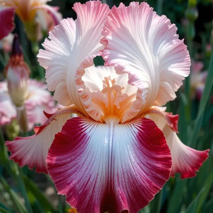Yellow Amber-Rare Iris Bulbs⚜️