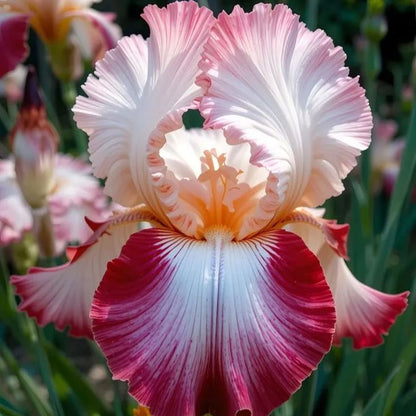 Ruby Streak-Rare Iris Bulbs⚜️
