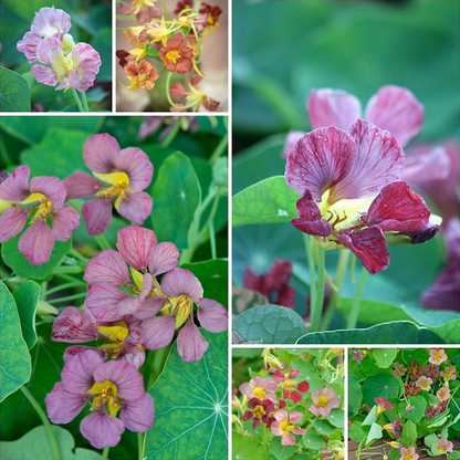 Nasturtium Seeds– Decor Flower for Salads & Garden Color🌼