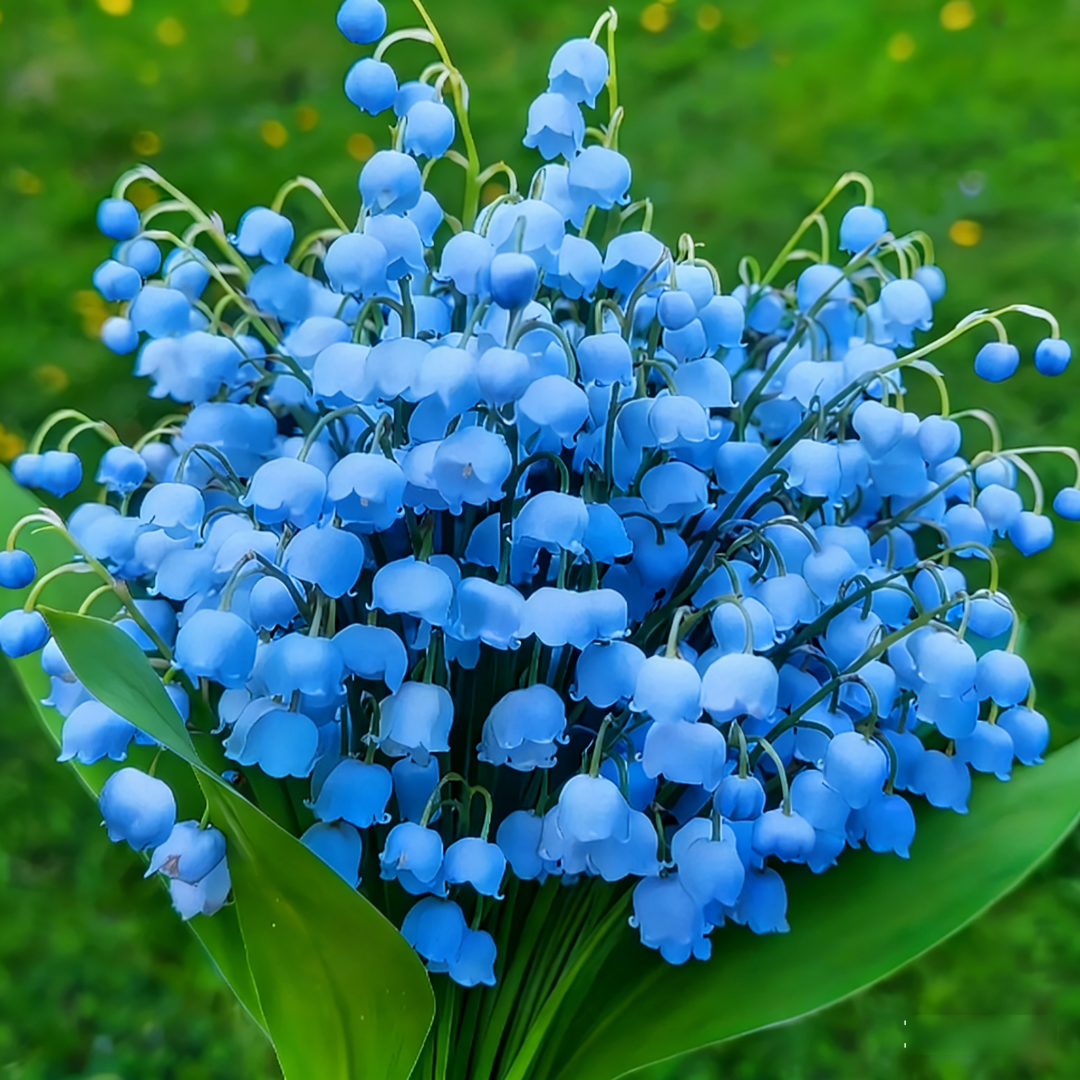 Lily of the Valley Brings Good Luck, Happiness & Purity 🌸